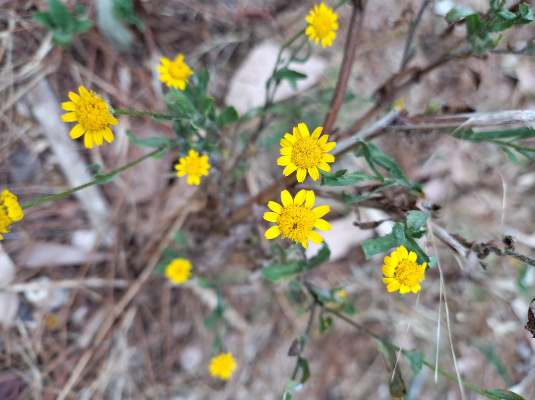 Arboretum Lussich-埃斯特角城必去景点