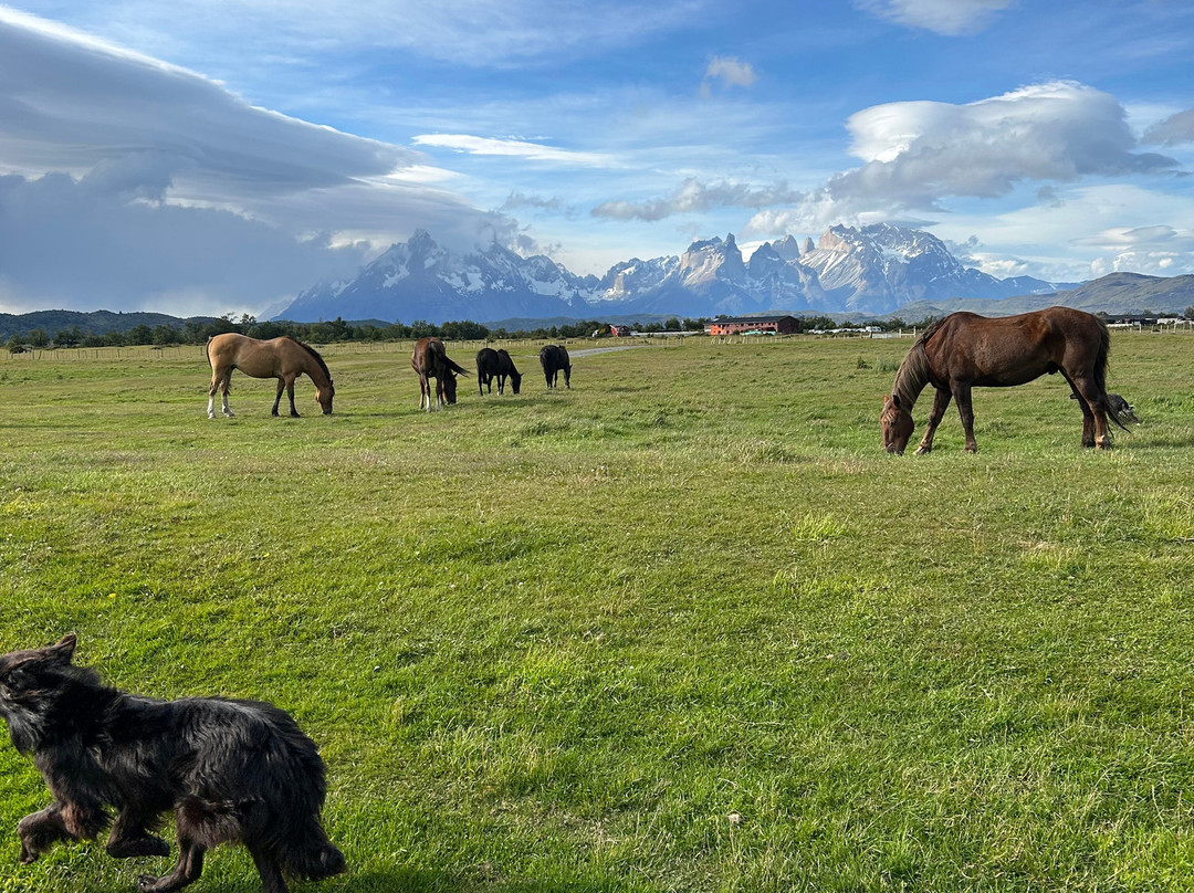 Cimarron Travel-Torres del Paine必去景点