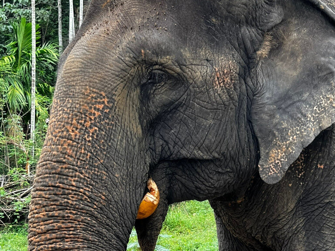 Elephant Freedom Project-凯格勒 必去景点