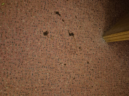 Days Inn by Wyndham Stafford主图