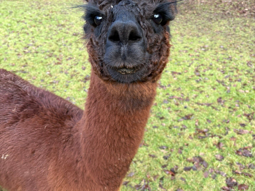 Bell Farm Alpacas-Pensford必去景点