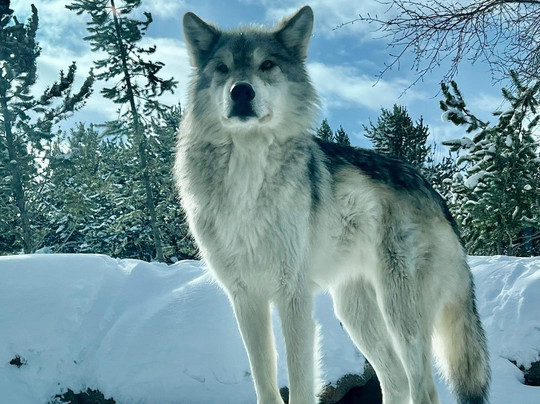 Old Faithful Snowmobile Tours - Day Tours-杰克逊必去景点