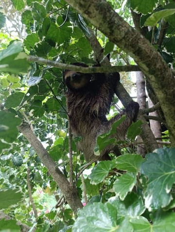 Rico Tico Tours-Puerto Viejo必去景点