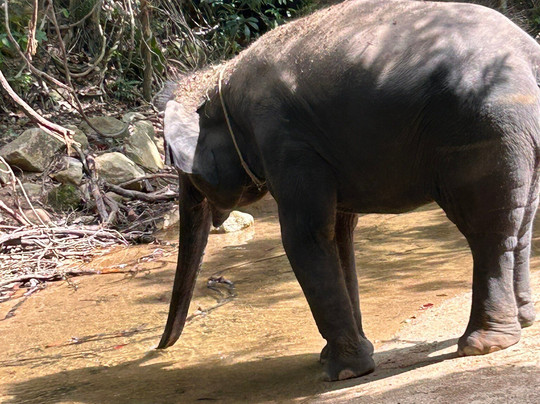 Samui Elephant Spa-苏梅岛必去景点