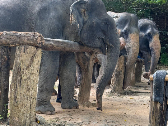 Hidden Forest Elephant Reserve-查龙必去景点