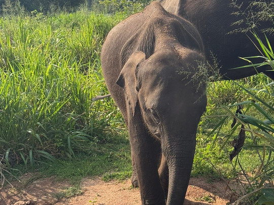 Safari Booking Sri Lanka-Hingurakgoda必去景点