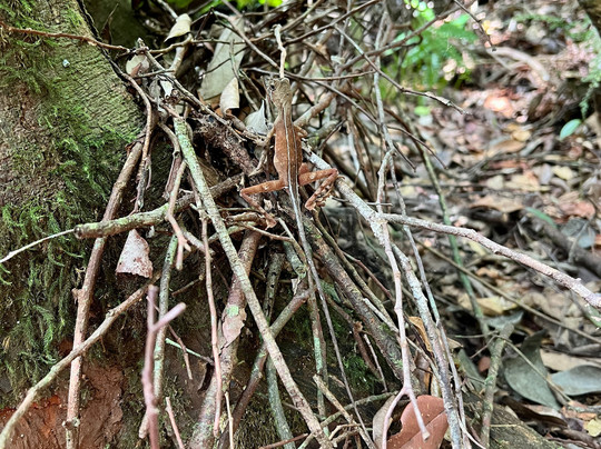 Sinharaja Rainforest Kurulugala Entrance-Viharahena必去景点