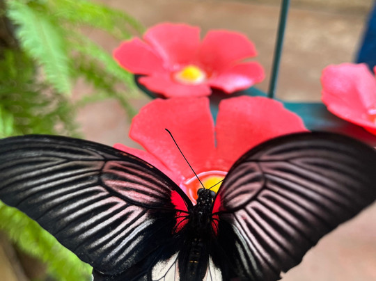 贝纳尔马德纳蝴蝶公园-班纳玛德纳必去景点