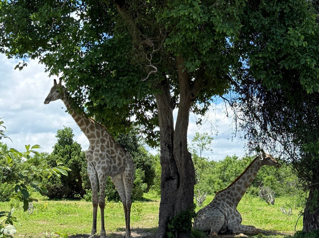 Bushtracks Africa Day Tours-李文斯顿必去景点