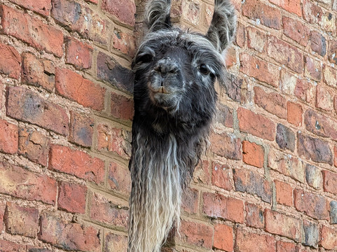 Briery Hill Llamas-Kilcot必去景点