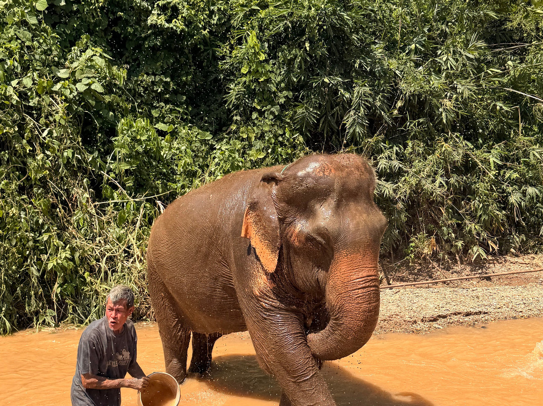 Smart Elephants Family-清迈必去景点