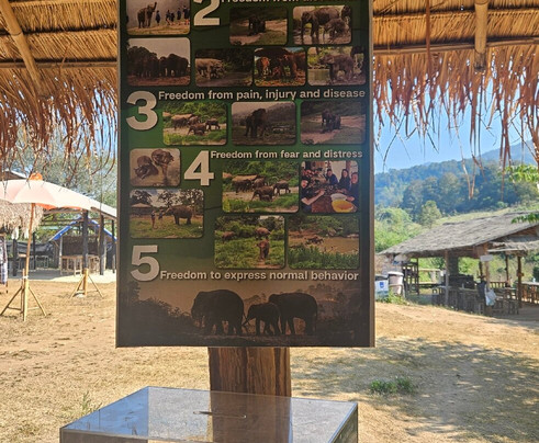 Living Green Elephant Sanctuary-清迈必去景点