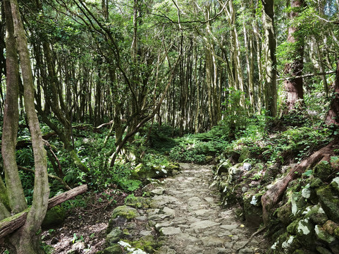 Poco da Ribeira do Ferreiro-Flores必去景点