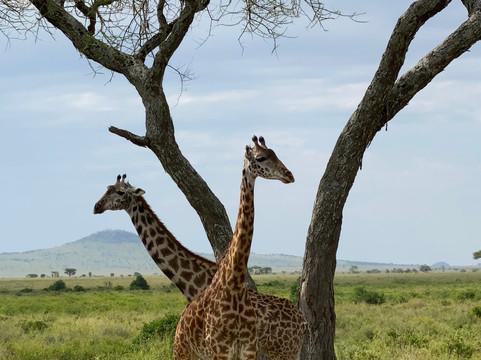 ZAFS Tours-莫西必去景点