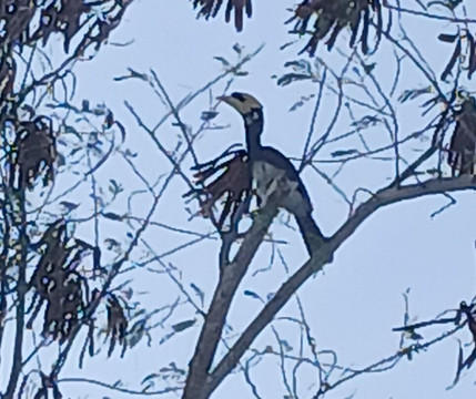 Krabi Dôme-Chong Phli必去景点