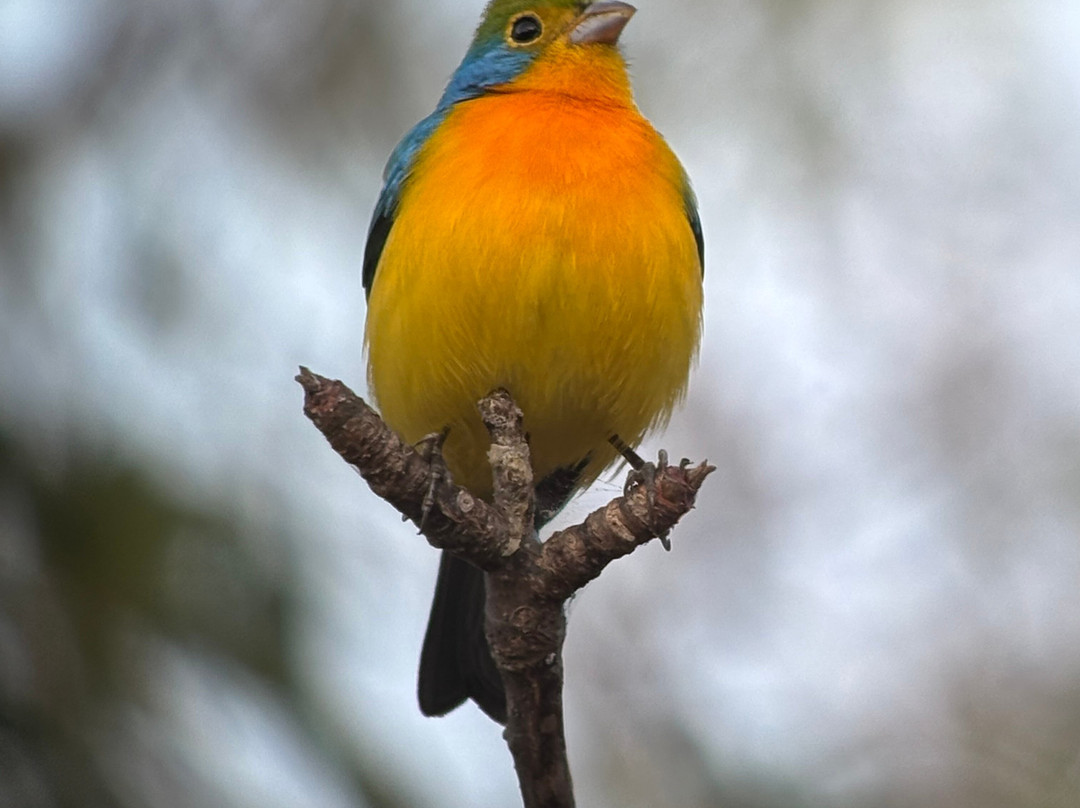 Bird Guide Cornelio-瓦图尔科必去景点