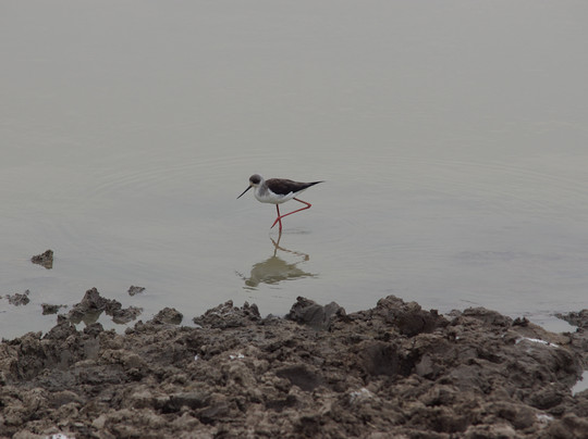 Gorillas and Wildlife Safaris-布恩迪难以穿越的国家公园必去景点