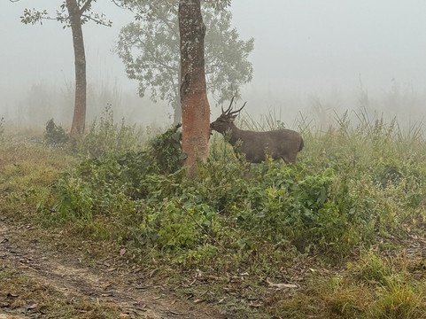 Sauraha Chitwan Nepal-苏拉哈必去景点
