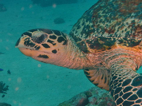 Tubod Marine Sanctuary-Tubod必去景点