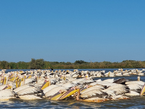 朱吉鸟类保护区-圣路易必去景点