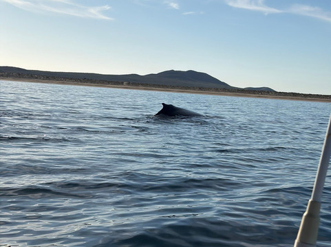 Baja Wild Encounters-La Ventana必去景点