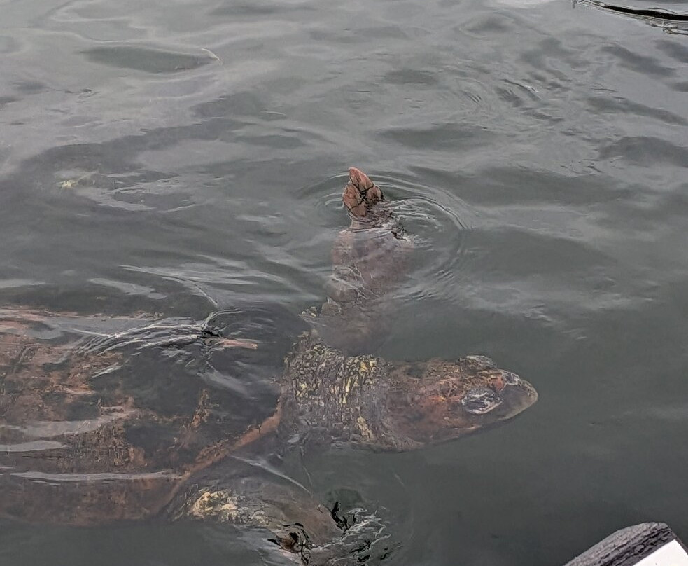 Kushimoto Marine Park Aquarium-串本町必去景点