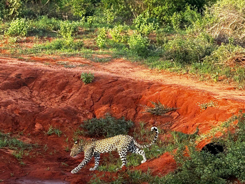Totti Kenya-安博塞利国家公园必去景点
