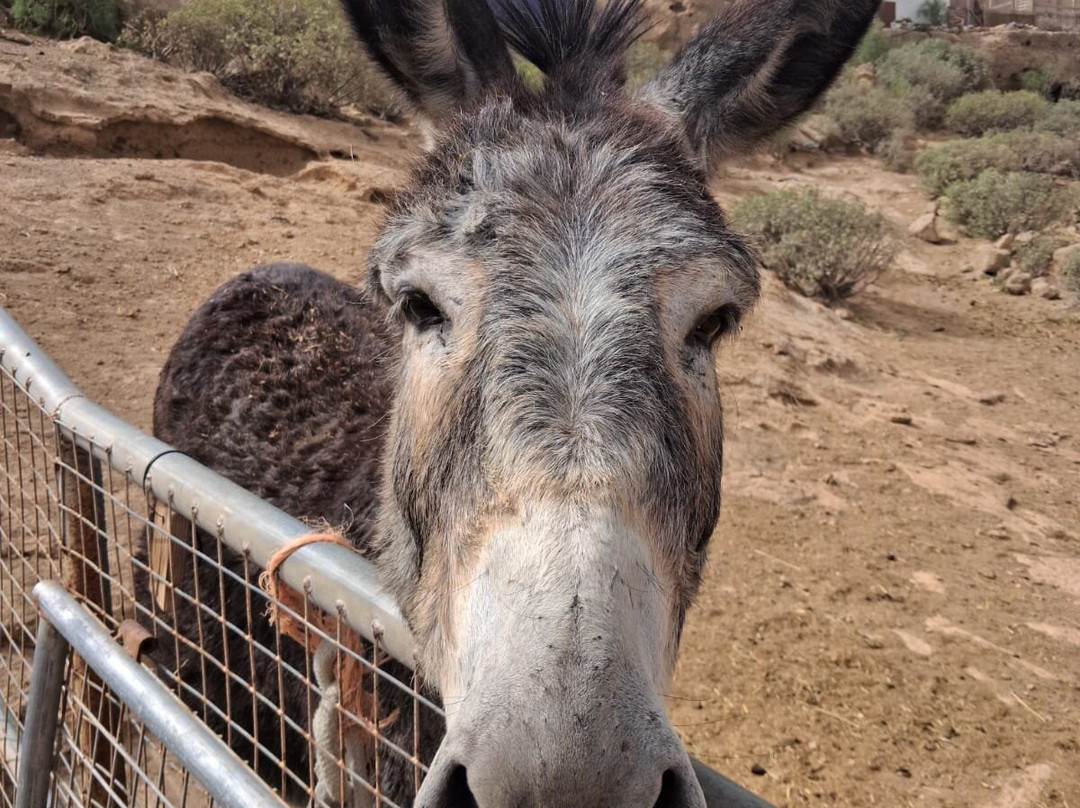 Tenerife Animal Sanctuary-圣克鲁斯-德特内里费必去景点