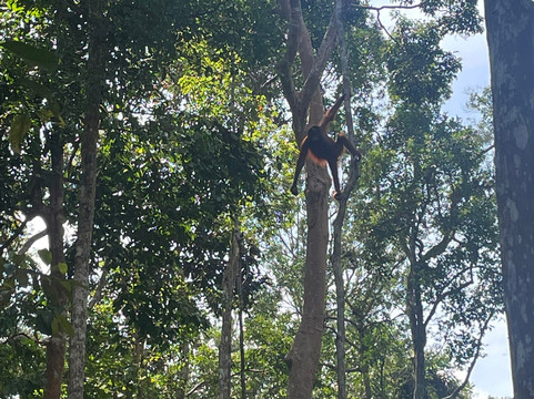 Orangutan Houseboat Tour-Kumai必去景点