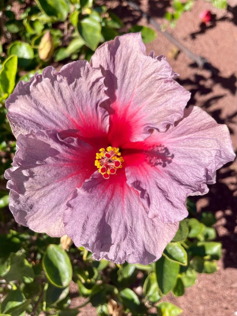 特内里费岛里乌宫酒店-浴室