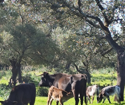 Les Visites du Campo Bravo-塞维利亚必去景点
