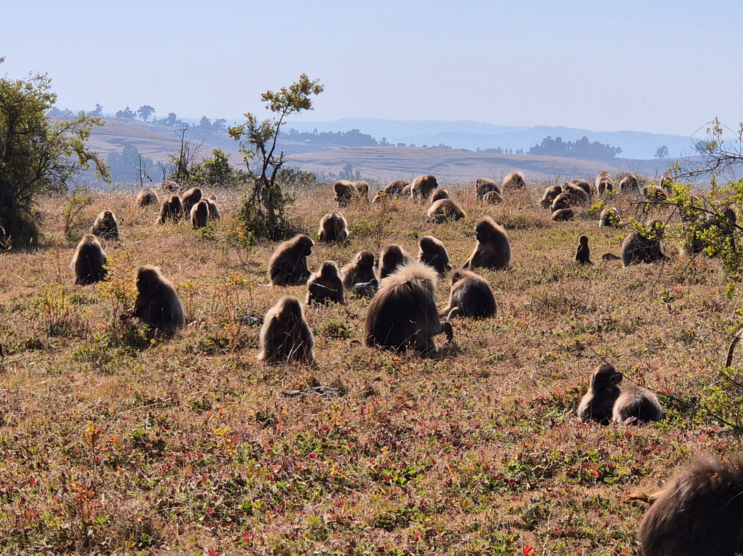 Simien Ethiopia Trekking by TAZ-Debark必去景点