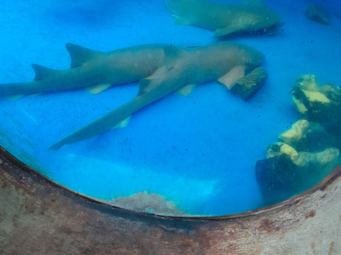 Oceanário de Aracaju-阿拉卡茹必去景点