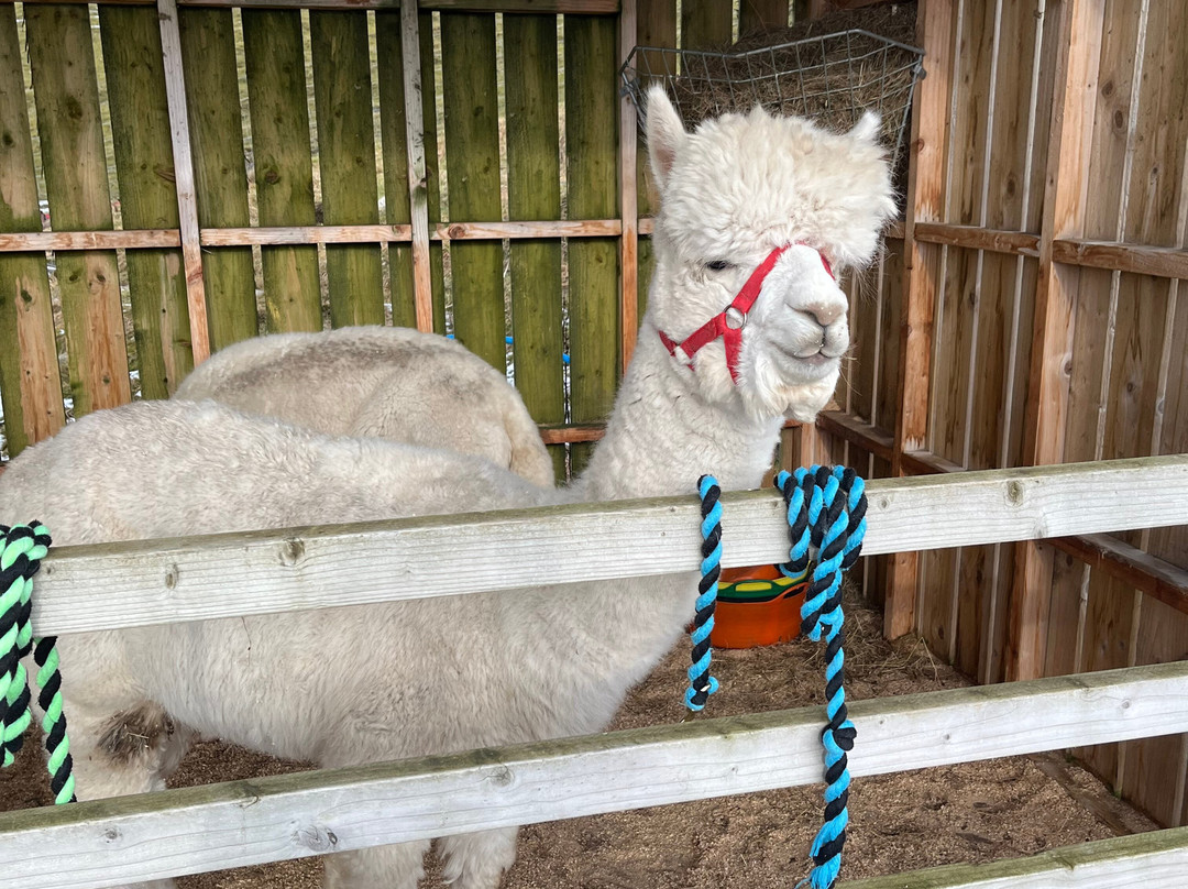 Cairngorm Alpacas-Newtonmore必去景点