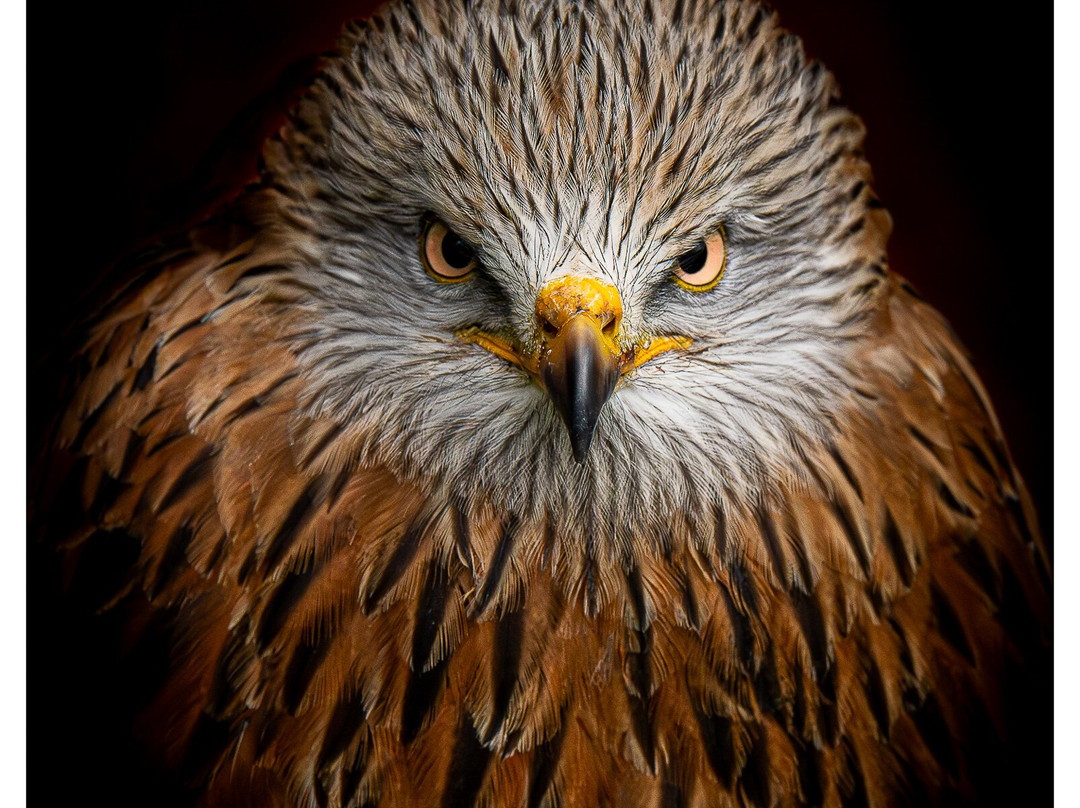 Kielder Water Bird of Prey Centre-Kielder必去景点