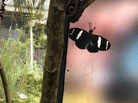 Cabo Blanco Butterfly Farm-恶土城必去景点