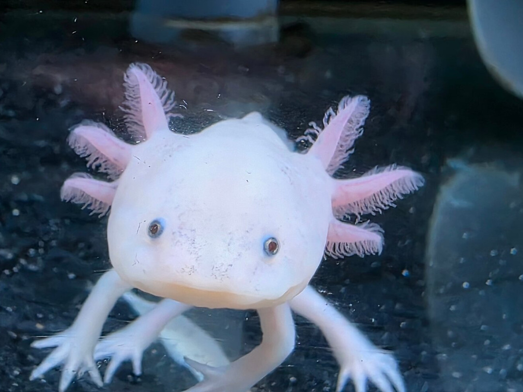 Aquarium du Limousin-利摩日必去景点