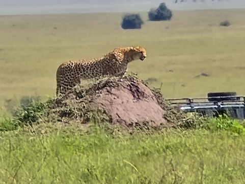 Banok Safaris-内罗毕必去景点