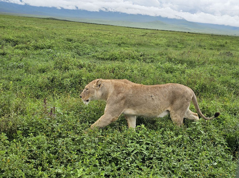 Travel wise Safari-阿鲁沙必去景点