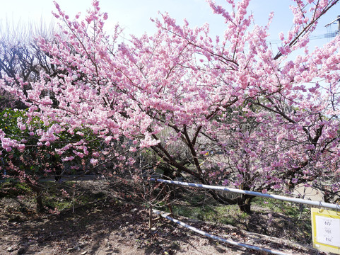 Fukoji temple-大牟田市必去景点