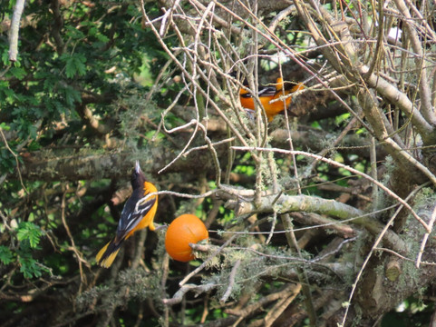 Quintana Neotropical Bird Sanctuary-Quintana必去景点