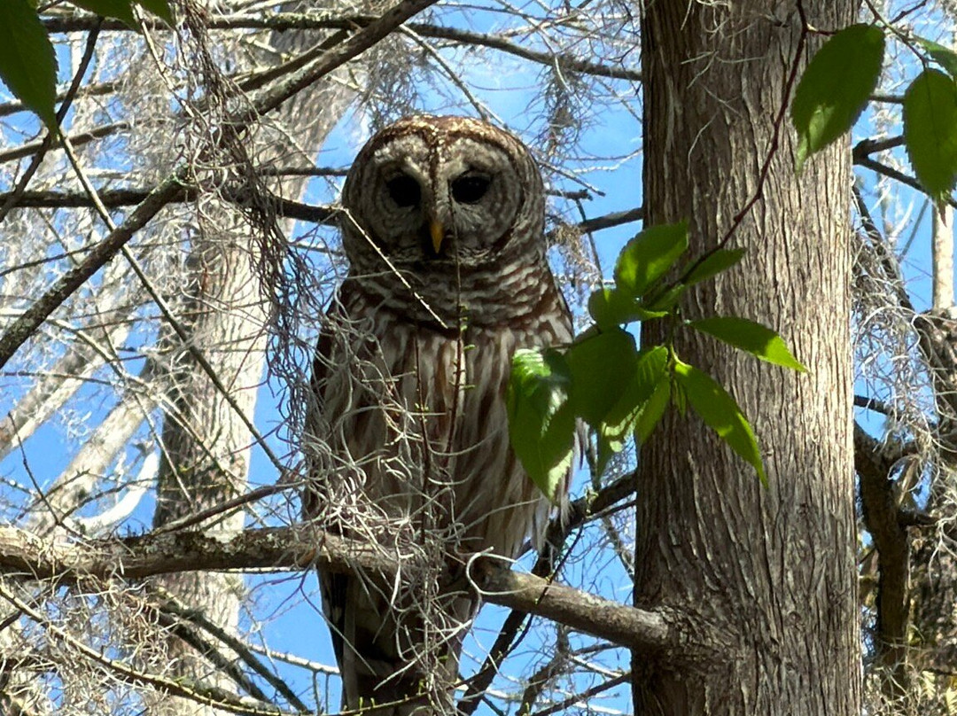 St. John's River Eco Tours, LLC-DeBary必去景点