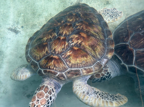 Ahungalla Sea Turtles Conservation And Research Center-亚洪加拉必去景点
