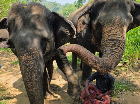 Elephant Freedom Project-凯格勒 必去景点