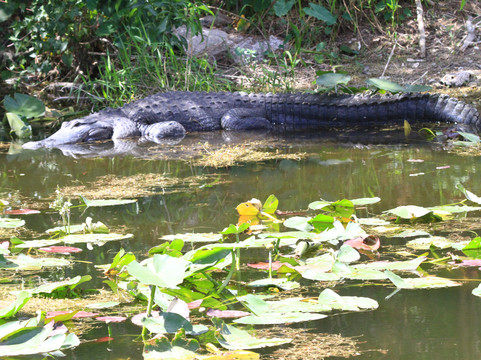 Clyde Butcher's Big Cypress Gallery-奥乔皮必去景点