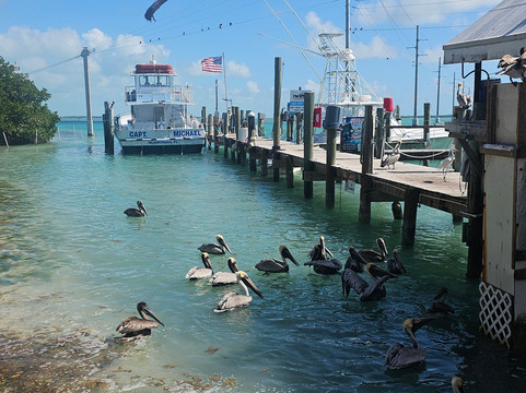 Robbie's of Islamorada-伊斯拉摩拉达必去景点