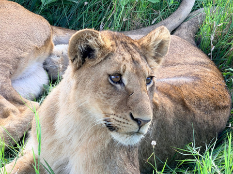 Tanzania Roadside Expeditions-阿鲁沙必去景点