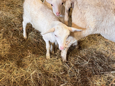 Cress Creeks Farm And Corn Maze-Ellijay必去景点