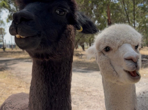 Softfoot Farm & Wildlife Park-Hindmarsh Valley必去景点