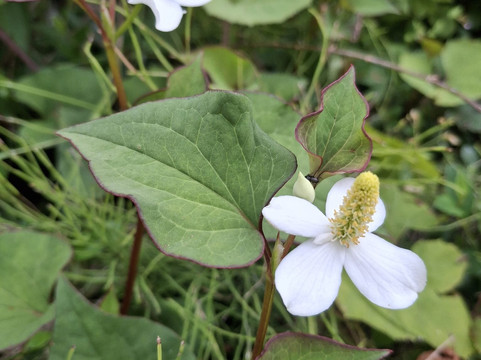 Daisetsuzan National Park-北海道必去景点